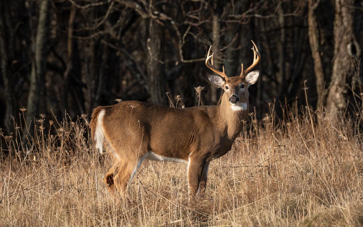 Autumn Ushers in Ohio’s Deer Archery Hunting Season